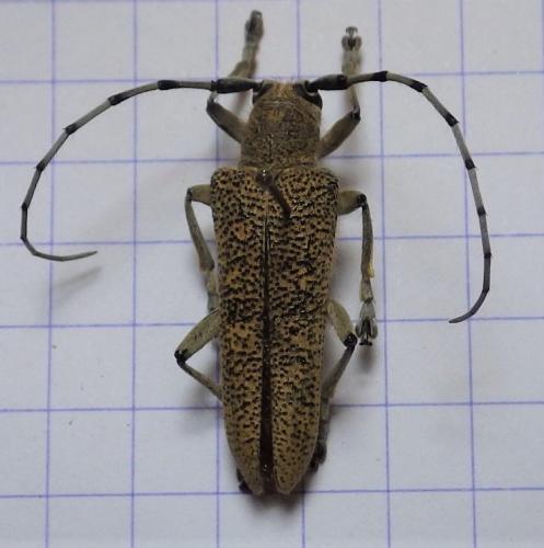 Saperda carcharias